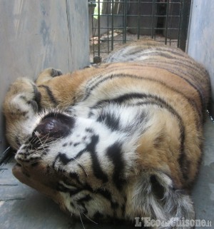 Tigri: trasferimenti conclusi, 15 enti coinvolti, costo: 15mila euro