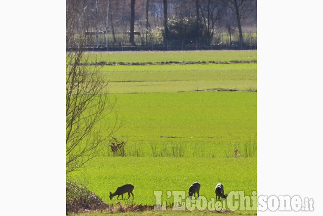 Tavernette di Cumiana caprioli al pascolo di Silvano Riboldazzi