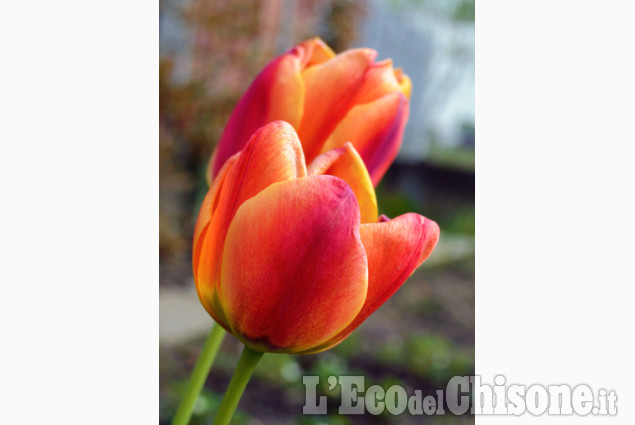 Tulipani di Alessia Audisio e Federica Badariotti