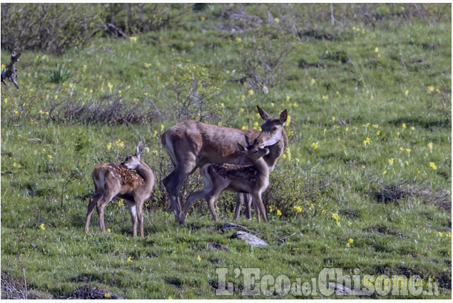 La meraviglia della Natura in uno scatto