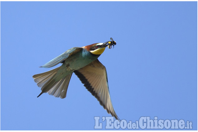 La meraviglia della Natura in uno scatto