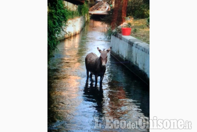 Le foto della settimana dal 15 luglio al 25 agosto