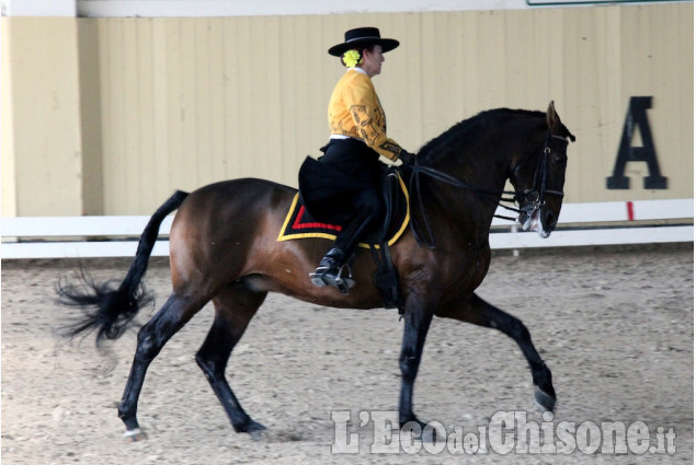 Cavalli spagnoli all&#039;Horsebridge