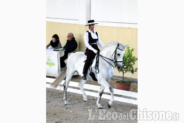 Cavalli spagnoli all&#039;Horsebridge