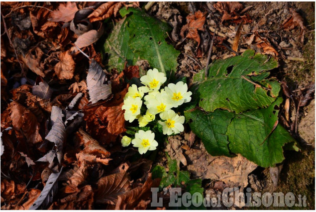 Le foto della settimana dal 24 dicembre 2015 al 4 gennaio 2016