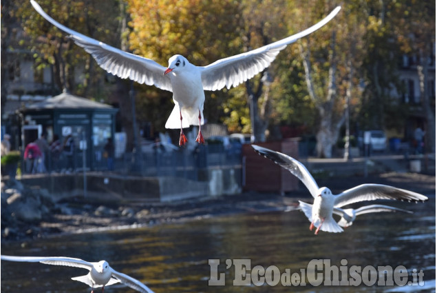 Le foto della settimana dal 24 dicembre 2015 al 4 gennaio 2016