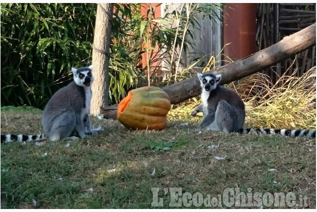 Le foto della settimana dal 12 ottobre al 15 novembre 2016