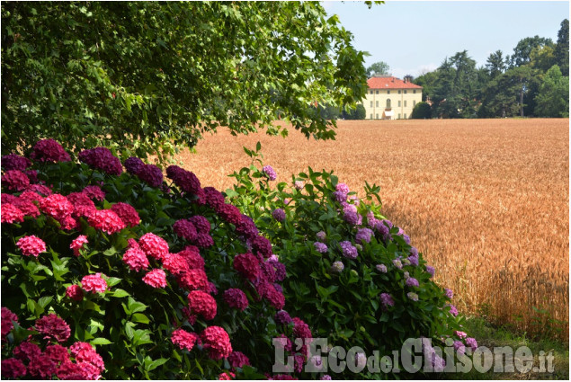 Pinerolo : Al Torione per la fioritura delle ortensie