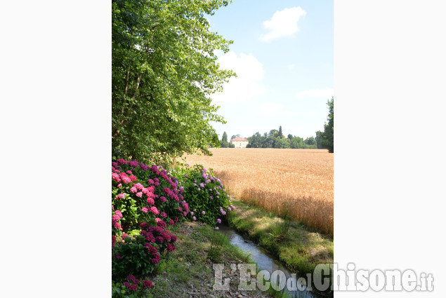 Pinerolo : Al Torione per la fioritura delle ortensie