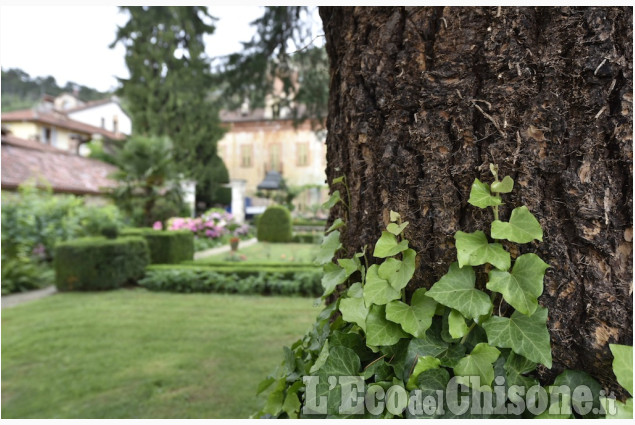 Alberi monumentali e giardini da scoprire