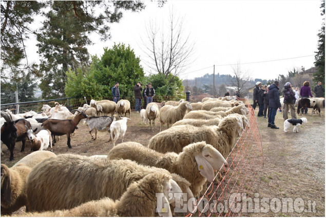 Pinerolo: Al Colletto la festa di San Antonio Abate