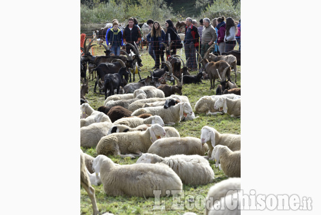 Luserna San Giovanni, Fiera dei Santi, due