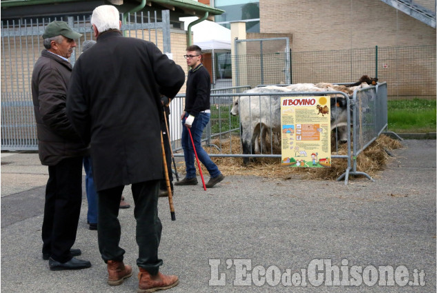 Piobesi: la fiera autunnale, con la caratteristica transumanza per le vie del paese