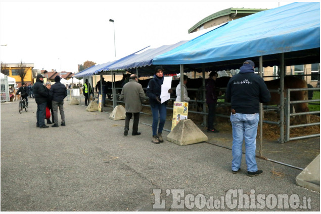 Piobesi: la fiera autunnale, con la caratteristica transumanza per le vie del paese