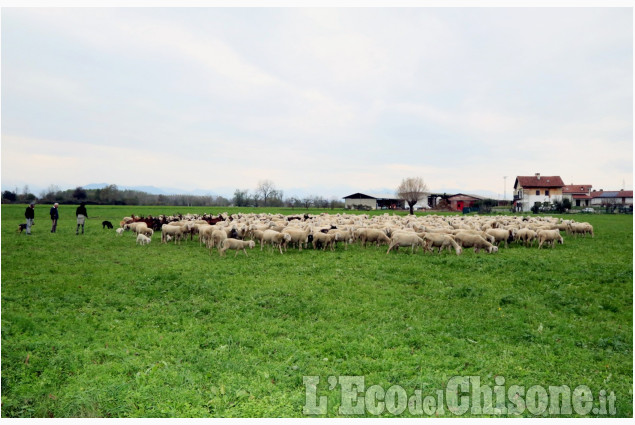 Piobesi: la fiera autunnale, con la caratteristica transumanza per le vie del paese