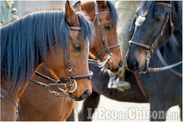 Pomaretto: festa di Sant&#039;Antonio Abate, benedizione degli animali