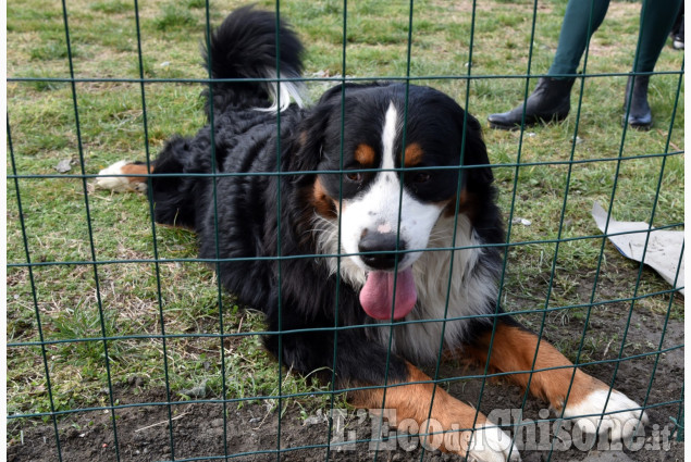 Pinerolo: Nuova area sgambamento cani