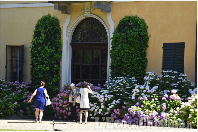 Le ortensie di Villa Doria