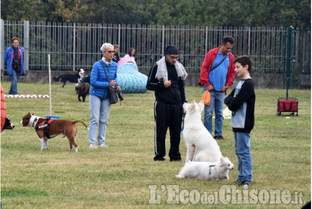 Pinerolo: Dog Animal party 