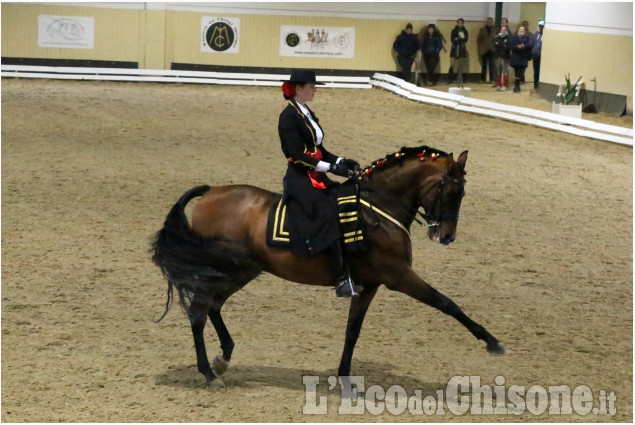 None: finale del campionato Europeo di dressage iberico all’Horsebridge, vince il Belgio