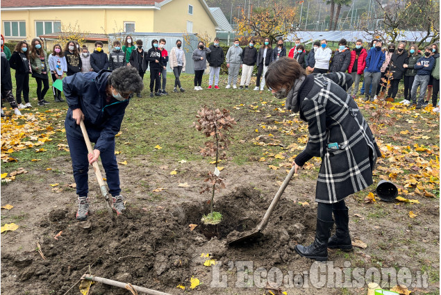 Pinerolo: "Querce della libertà" nelle scuole di Pinerolo