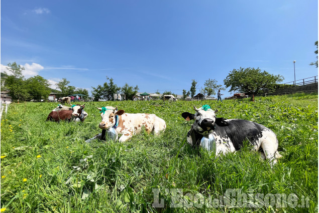 Prarostino: La festa di Primavera