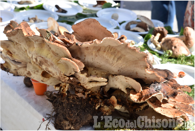 San Pietro: Sagra del fungo 