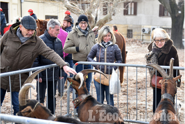 Pinerolo: Frazione Abbadia Festa San Antonio Abate Benedizione degli animali 