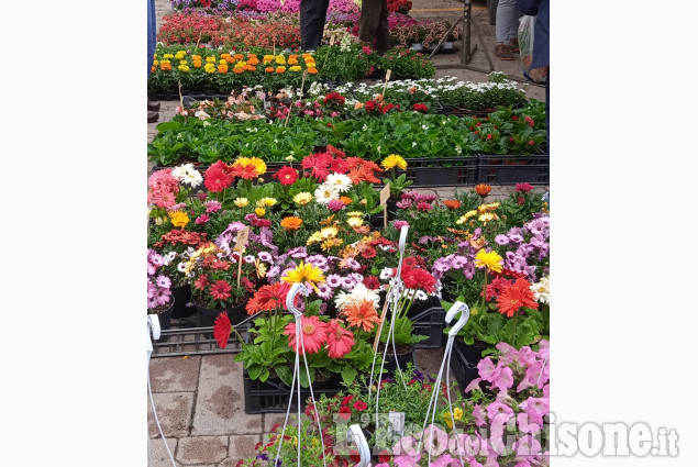 Cavour in fiore
