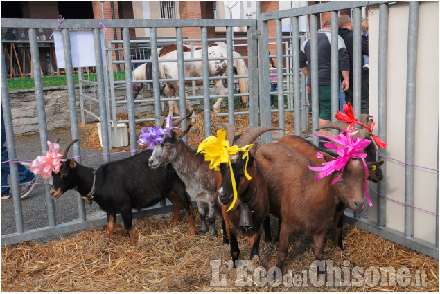 Bagnolo: un weekend di agricoltura e tradizione