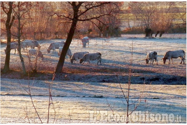 Erba "fresca" per il pascolo a Bricherasio di Bruno Gagliardi La foto vincitrice della settimana: i colori dell'autunno di Giacomo Abrate