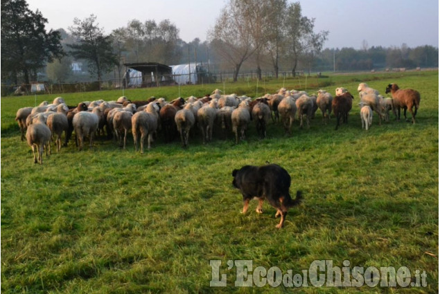 A Bibiana un border collie al lavoro di Piergiorgio Bongiovanni La foto vincitrice della settimana: i colori dell'autunno di Giacomo Abrate
