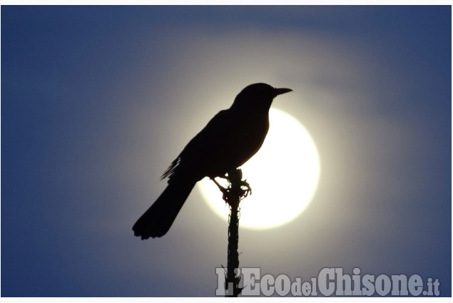 Fischiettando al chiar di luna di Mauro Gili La foto vincitrice della settimana: i colori dell'autunno di Giacomo Abrate