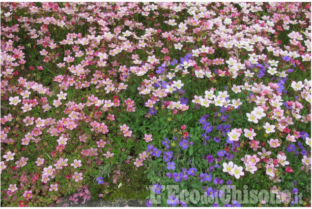 Fiori, colori e poesia a Prà del Torno di Vanni Avaro La foto vincitrice della settimana: i colori dell'autunno di Giacomo Abrate
