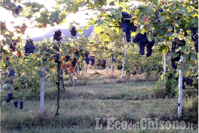 Cumiana: settembre tempo di vendemmia di Silvano Riboldazzi La foto vincitrice della settimana: i colori dell'autunno di Giacomo Abrate