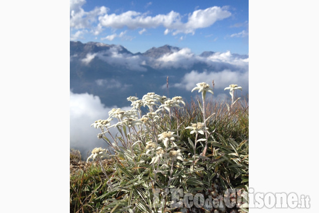 Stelle alpine al Genevry di Monica Avondetto La foto vincitrice della settimana: i colori dell'autunno di Giacomo Abrate
