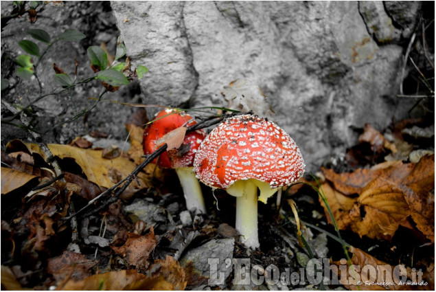 Cantalupa: i primi funghi di stagione di Francesca Armando La foto vincitrice della settimana: i colori dell'autunno di Giacomo Abrate