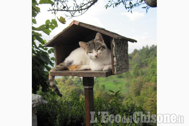 La gattina impertinente di Italo Miegge La foto vincitrice della settimana: i colori dell'autunno di Giacomo Abrate