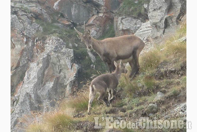 Lo sguardo vigile della mamma di Daniela Massello La foto vincitrice della settimana: i colori dell'autunno di Giacomo Abrate