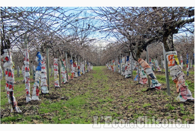Kiwi a colori: l'agricoltura che ti sorprende di Vanni Avaro La foto vincitrice della settimana: i colori dell'autunno di Giacomo Abrate