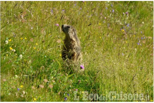 La sentinella del Parco Orsiera di Livio Gottero La foto vincitrice della settimana: i colori dell'autunno di Giacomo Abrate