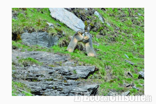 Bobbio Pellice: effusioni di primavera di Roberta Di Vicino La foto vincitrice della settimana: i colori dell'autunno di Giacomo Abrate