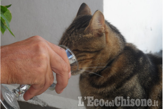 Un gatto dallo spiccato bonton di Renato Reynaud La foto vincitrice della settimana: i colori dell'autunno di Giacomo Abrate