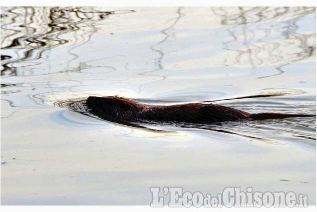 Nella pianura di Cumiana la nutria fa il bagno di Silvano Riboldazzi La foto vincitrice della settimana: i colori dell'autunno di Giacomo Abrate