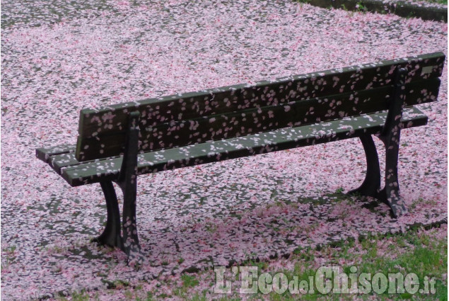 Panchina fiorita a Pinerolo di Graziella Polliotto La foto vincitrice della settimana: i colori dell'autunno di Giacomo Abrate