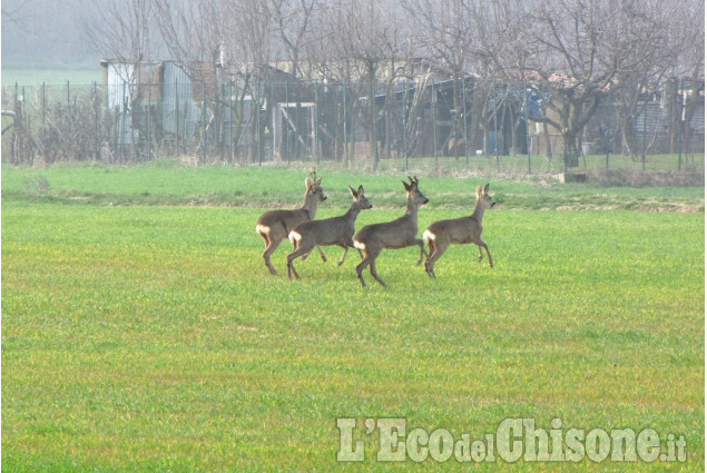 Passeggiata di gruppo a Cumiana di Silvano Riboldazzi La foto vincitrice della settimana: i colori dell'autunno di Giacomo Abrate
