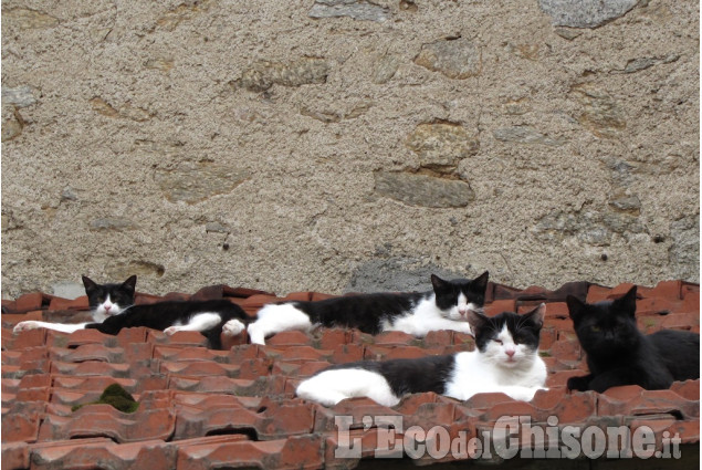 A Cumiana gatti in siesta al primo sole di Piero Riboldazzi La foto vincitrice della settimana: i colori dell'autunno di Giacomo Abrate