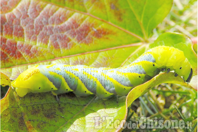 Tutti i colori dell'autunno di Riccardo Comba La foto vincitrice della settimana: i colori dell'autunno di Giacomo Abrate