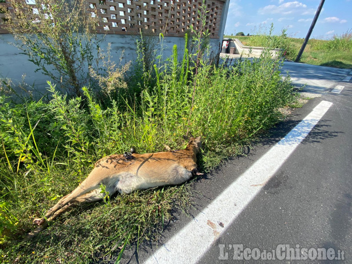 Vinovo: una carcassa di capriolo davanti a casa