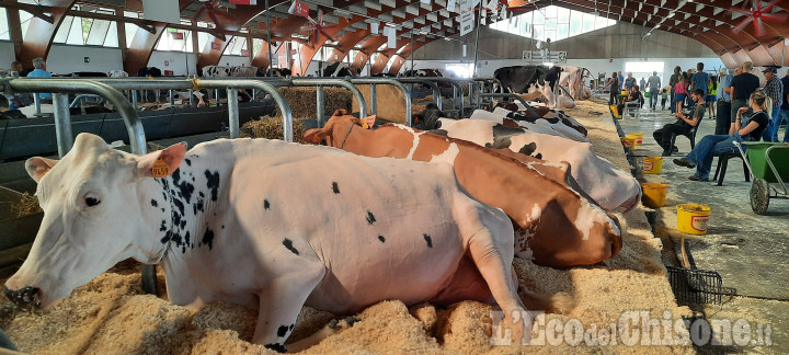 Saluzzo: questa mattina le Premiazioni della Mostra Regionale dei Bovini di Razza Frisona Italiana alla 76ª rassegna di Meccanica Agricola 